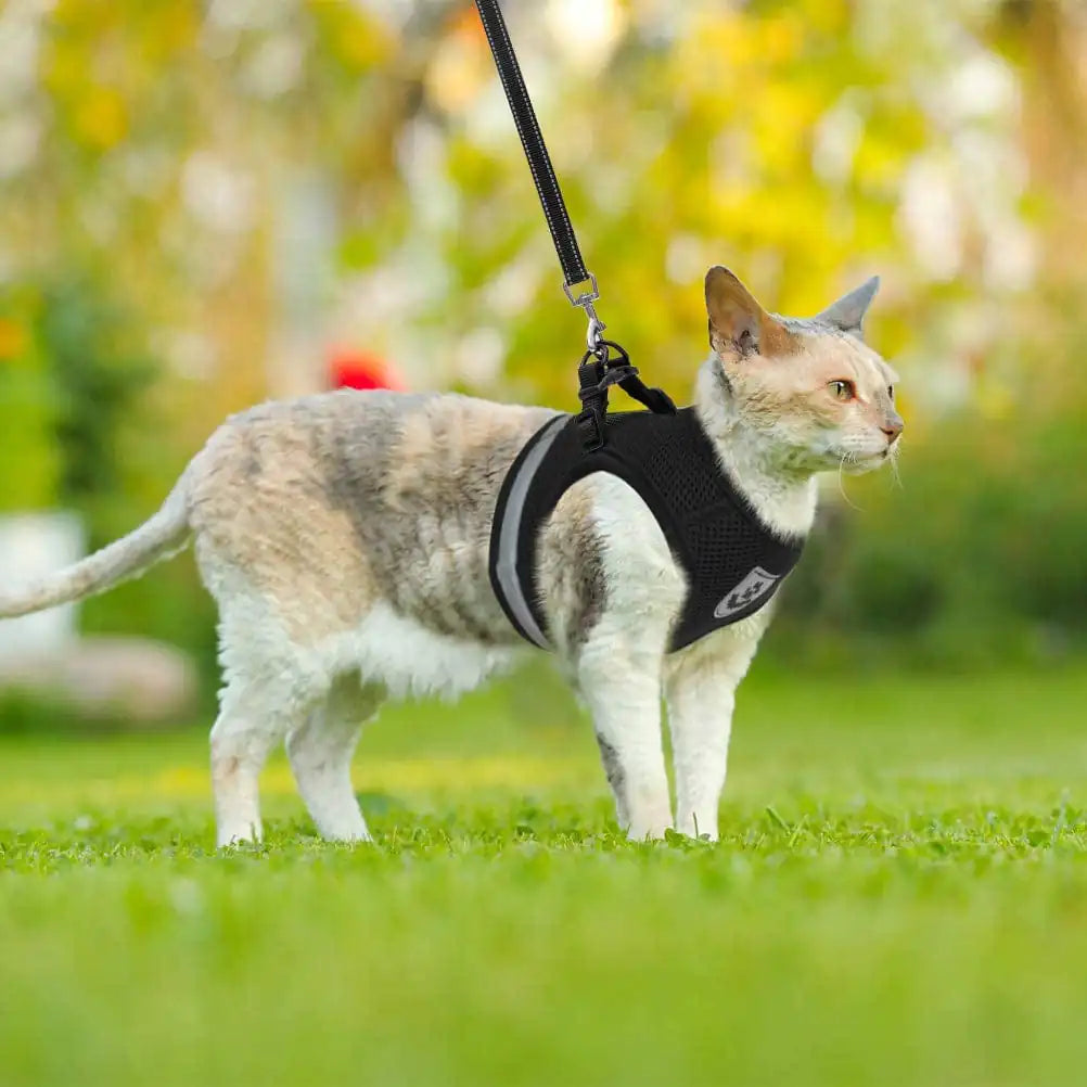 Cat Pet Harness And Leash