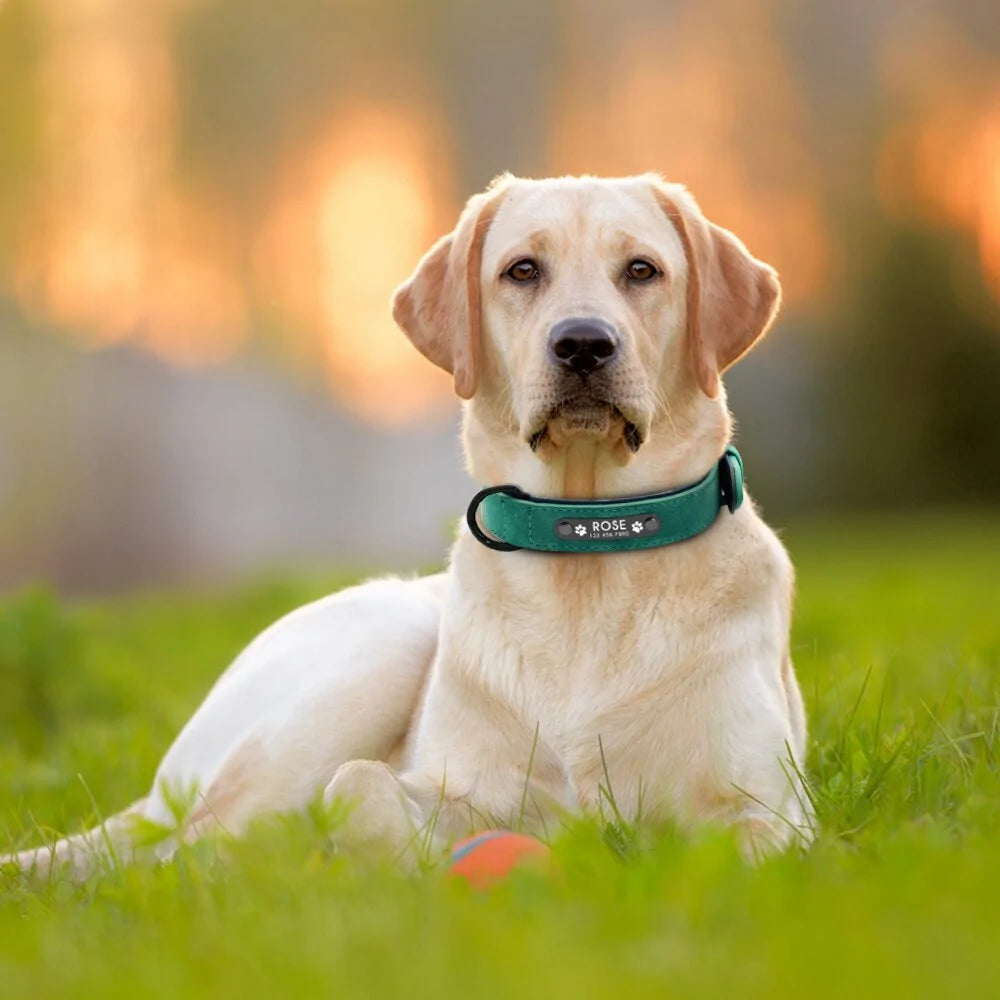 Custom Leather Dog Collar